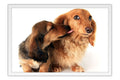 Poster Cachorro - Animais