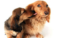 Poster Cachorro - Animais