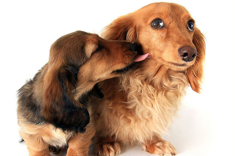 Poster Cachorro - Animais