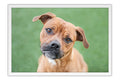Poster Cachorro - Animais
