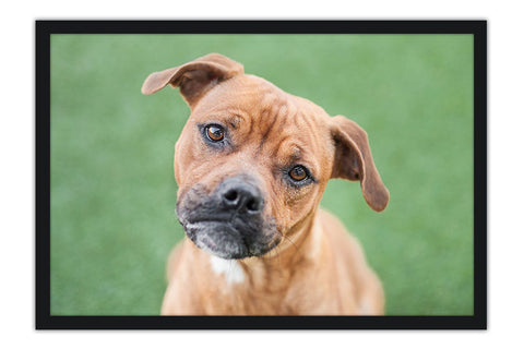 Poster Cachorro - Animais
