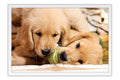 Poster Cachorro - Animais
