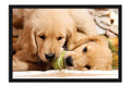 Poster Cachorro - Animais