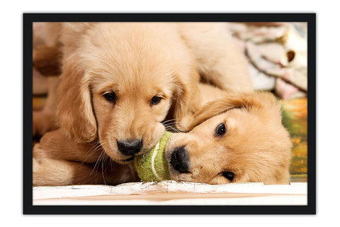 Poster Cachorro - Animais