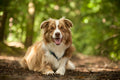 Poster Cachorro - Animais