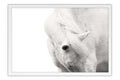 Poster Cavalo - Animais