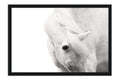 Poster Cavalo - Animais
