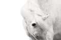 Poster Cavalo - Animais