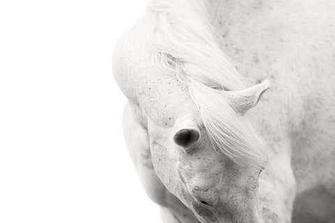 Poster Cavalo - Animais