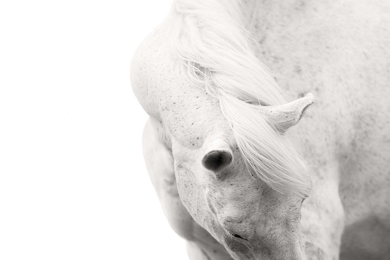 Poster Cavalo - Animais
