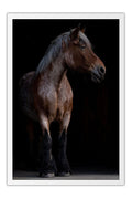 Poster Cavalo - Animais