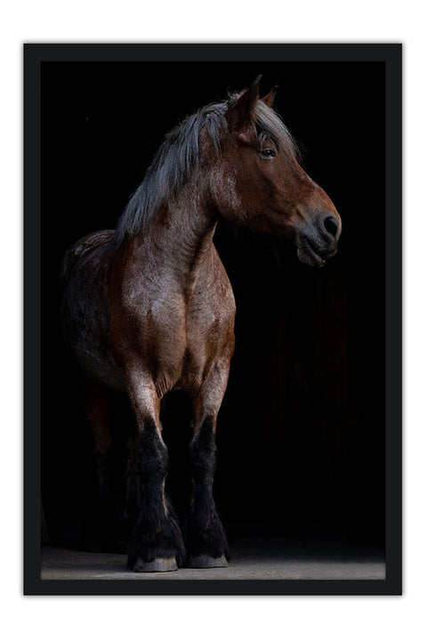 Poster Cavalo - Animais