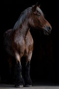 Poster Cavalo - Animais