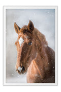 Poster Cavalo - Animais