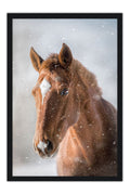 Poster Cavalo - Animais