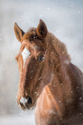 Poster Cavalo - Animais