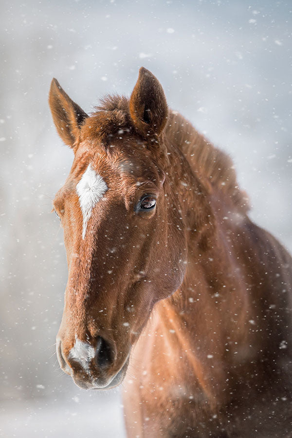 Poster Cavalo - Animais