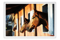 Poster Cavalo - Animais