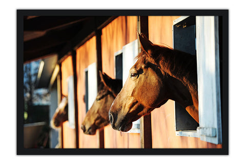 Poster Cavalo - Animais
