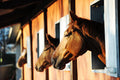 Poster Cavalo - Animais