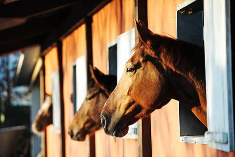 Poster Cavalo - Animais