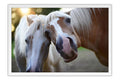 Poster Cavalo - Animais