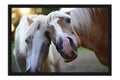 Poster Cavalo - Animais