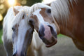 Poster Cavalo - Animais