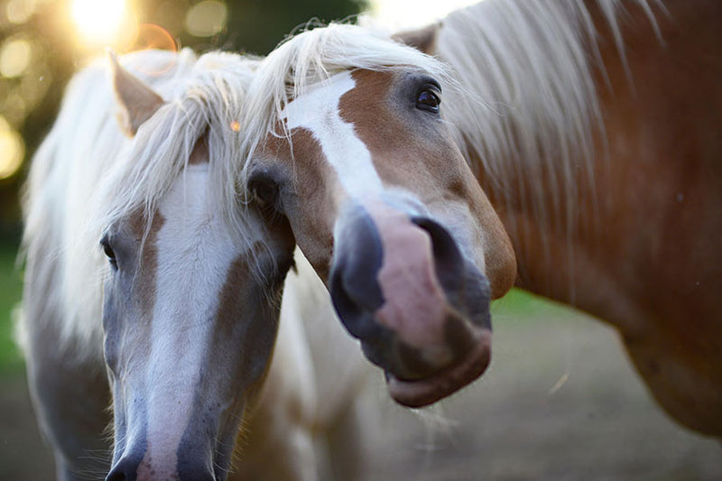 Poster Cavalo - Animais