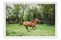 Poster Cavalo - Animais