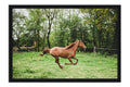 Poster Cavalo - Animais