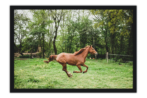 Poster Cavalo - Animais