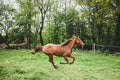Poster Cavalo - Animais