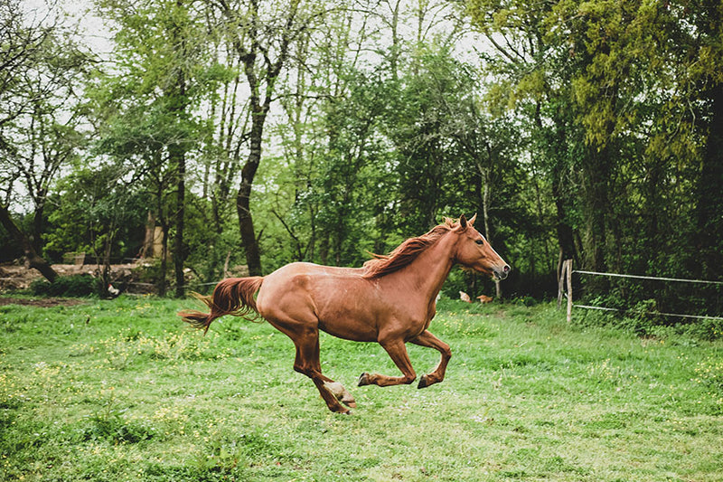 Poster Cavalo - Animais