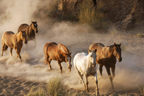 Poster Cavalo - Animais