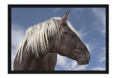 Poster Cavalo - Animais