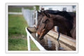 Poster Cavalo - Animais
