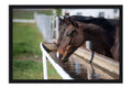 Poster Cavalo - Animais