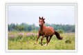 Poster Cavalo - Animais