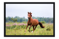 Poster Cavalo - Animais