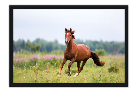 Poster Cavalo - Animais