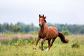 Poster Cavalo - Animais