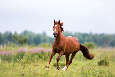 Poster Cavalo - Animais