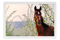 Poster Cavalo - Animais