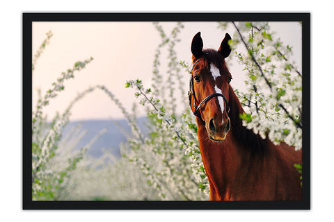 Poster Cavalo - Animais