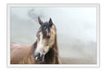 Poster Cavalo - Animais