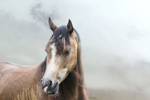 Poster Cavalo - Animais