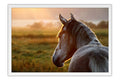 Poster Cavalo - Animais