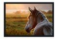 Poster Cavalo - Animais
