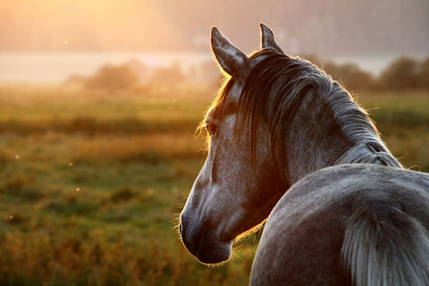 Poster Cavalo - Animais